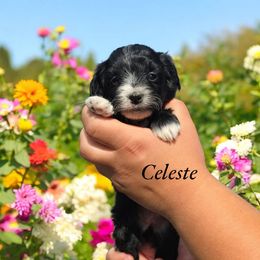 Celeste - Black and white female Aussiedoodle puppy in Lebanon, Oregon from Abbott Family Farm