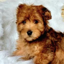 Bernedoodles, Cavapoos, Cockapoos, Goldendoodles, Havapoos, and Poodles from Farquharson's Poodles&Doodles