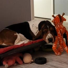 Basset Hounds from Wildflower Bassets