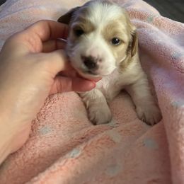 Girl1 - Piebald female Dachshund puppy in Gulfport, Mississippi from Susan's Dachshunds