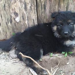 German Shepherd Puppies from Rain's Legacy German Shepherds