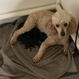 Poodles from Trish’s SO IL Poodles