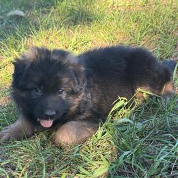 Puma Purple female - Black and red female German Shepherd puppy in Herrick, South Dakota from Dakota Shepherds Kennels
