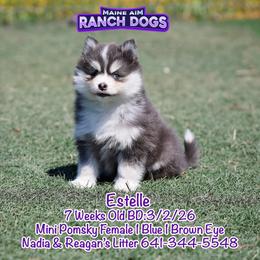 Estelle - Blue female Pomsky puppy in Humeston, Iowa from M.A.R. Dogs
