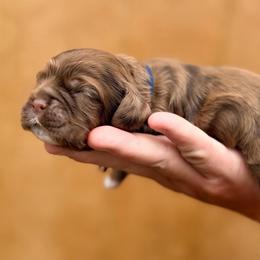 Chocolate Eclair - Brown male Cocker Spaniel puppy in Advance, North Carolina from Rome & Reign Farm