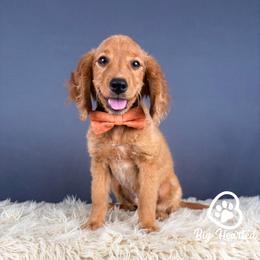Johnny - Red male Companion Cross puppy in Utah County, Utah from Big Hearted Breeders