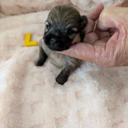 L - Orange sable female Pomeranian puppy in Cocoa, Florida from Pom Coast Pomeranians