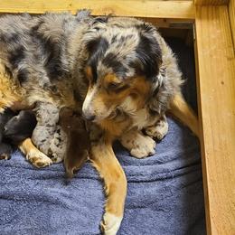 Miniature Australian Shepherd Puppies from JnT's Bluegrass Mini Aussies