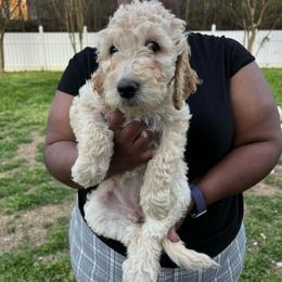 Sugar - Cream female Goldendoodle puppy in Simpsonville, South Carolina from D & D Golden Doodles, LLC