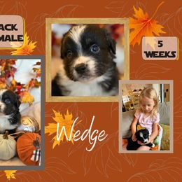 Puppy 1 - Black tri male Miniature American Shepherd puppy in Ellensburg, Washington from Wiggle Rump Ranch
