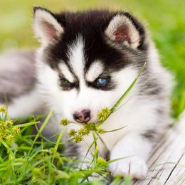 Pomsky Puppies from Sunshine Pomsky