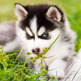 Pomsky Puppies from Sunshine Pomsky