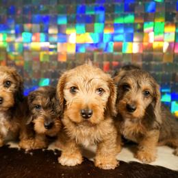 American Corgi, Dachshund, and Pembroke Welsh Corgi Puppies from Shining A Lowriders & Co.