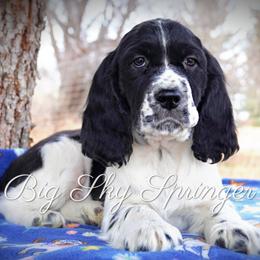 Boy 1 - Black and white male English Springer Spaniel puppy in Great Falls, Montana from Big Sky Springers