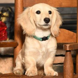 Dachshunds from New Hope Dachshund Puppies