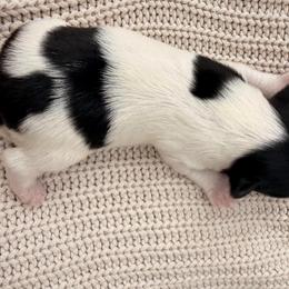 Boy 3 - Black tan and white male Biewer Terrier puppy in West Haven, Connecticut from Lozado’s Biewers