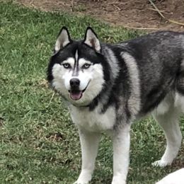 Indigo - Siberian Husky