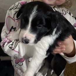 Border Collie Puppies from Julie Ziegler