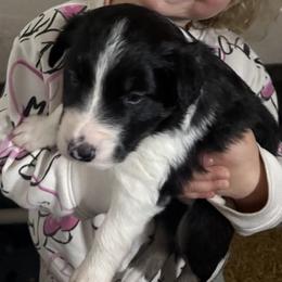Border Collie Puppies from Julie Ziegler