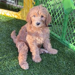 Louis - Apricot male Goldendoodle puppy in Las Vegas, Nevada from Puppies of the West
