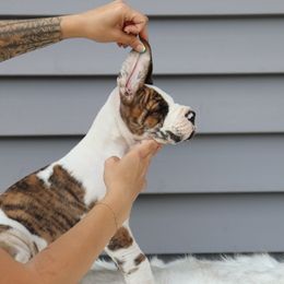 Girl 1 - Great Dane puppy in Michigan from Ohana Great Danes of Michigan