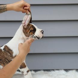 Girl 1 - Great Dane puppy in Michigan from Ohana Great Danes of Michigan