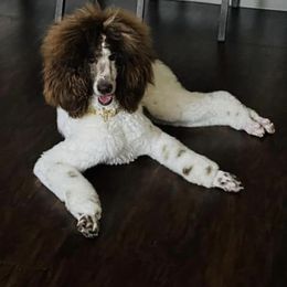 Goldendoodle Puppies from Labradoodleday