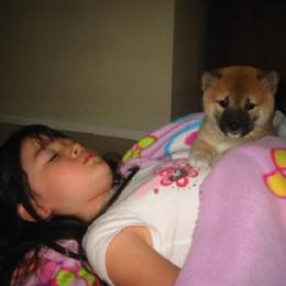 Shiba Inu Puppies from Jogoso Shibas
