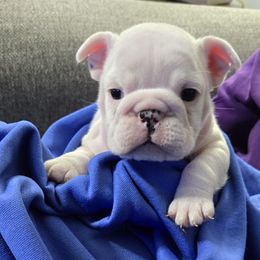 Girl Two - White female Bulldog puppy in Dublin, Georgia from Chief Bulldogs