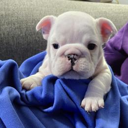 Girl Two - White female Bulldog puppy in Dublin, Georgia from Chief Bulldogs
