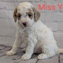 Miss Yellow - Parti female Goldendoodle puppy in Lebanon, Pennsylvania from Robertson's Retrievers and Doodles