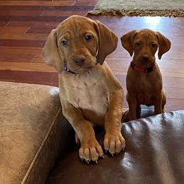 Vizsla Puppies from Carlson Vizslas