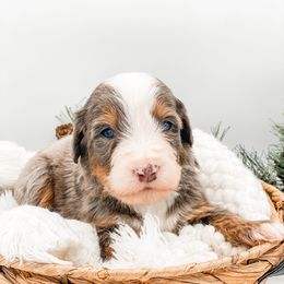 Pecan Pie - Blue merle male Bernedoodle puppy in Hudson, Indiana from TurkeyCreek-K9