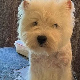 Kuki - West Highland White Terrier