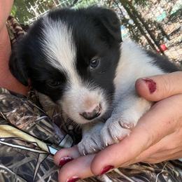 Cookie - Black and white female Border Collie puppy in North Lakeport, California from Wild Rose Ranch