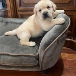 Yellow boy - Yellow male Labrador Retriever puppy in Maynardville, Tennessee from Three Bears Labradors