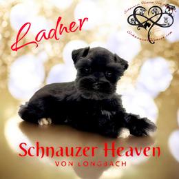 Ladner AKC - Black male Miniature Schnauzer puppy in Pelzer, South Carolina from Schnauzer Heaven Von Longbach