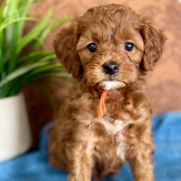Orange - Red  female Goldendoodle puppy in Hesperia, Michigan from Red Acres Poodles & Doodles