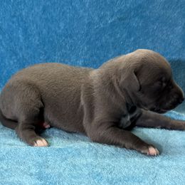Springbok - Blue female Whippet puppy in Gentry, Arkansas from Mardel Robeson of Mulberry Hollow Whippets
