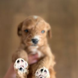 Cavapoochon Puppies from Doodles by design