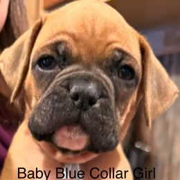 Baby Blue Collar Girl - Fawn female Boxer puppy in East Longmeadow, Massachusetts from Boxer Bliss