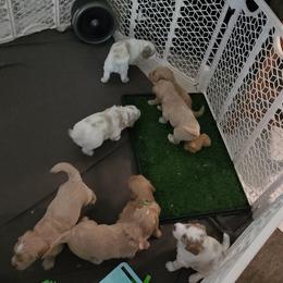 Goldendoodle Puppies from Costa's Curly Canines
