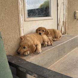 Golden Retriever Puppies from RuTess Goldens