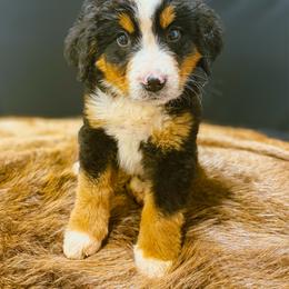 Toast - Tri-color male Bernese Mountain Dog puppy in Alabama from Dogwood Creek Bernese