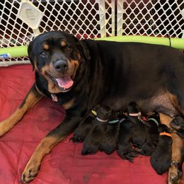 Rottweiler puppies from Daleys Rottie Dogs