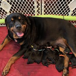 Rottweiler puppies from Daleys Rottie Dogs