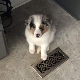 Australian Shepherd Puppies from Esprit De Corps Aussies