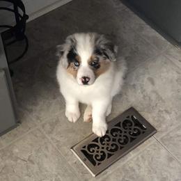 Australian Shepherd Puppies from Esprit De Corps Aussies