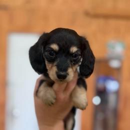 Girl 3 - Black and cream female Dachshund puppy in Stamford, Texas from West Texas Miniature Dachshunds