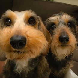 Dachshunds from Briarwire Dachshunds